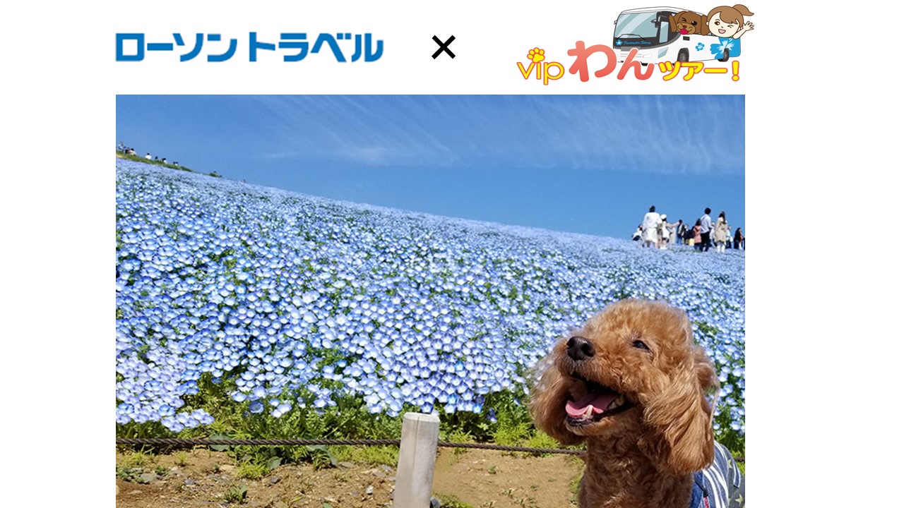 ひたち 海浜 公園 宿泊 ペット オファー